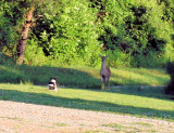 Bailey & The Deer. The Stand off 