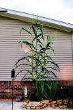 My Wife planted this Indian corn  with her Flowers/ This Corn Is From 1 seed