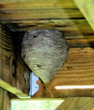 The Yellow Jacket Nest under the deck My Wife found the Hard way