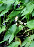 Flower On & Round Sandstone Fall WV