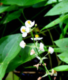 Flower On & Round Sandstone Fall WV