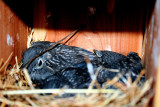Baby Blue Birds, they done left the nest, Photos made 7/7/10