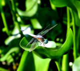 My First Dragonflies Pictures-2