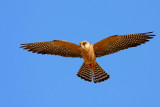 Red footed Falcon (female)