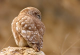 Little Owl