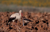 White Stork and black snake