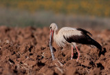 White Stork and black snake