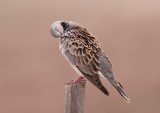 Turtle Dove