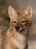 Golden Jackal