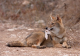 Golden Jackal