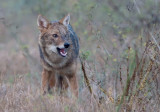 Golden Jackal