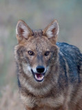 Golden Jackal