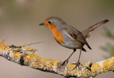 Robin