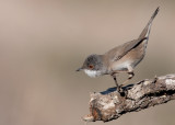 Sardinian Warbler-female