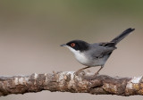 Sardinian Warbler