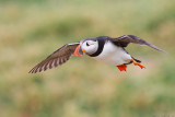 Puffin at seven metres