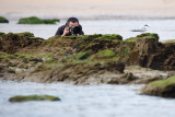 Close to the Sterna hirundo.