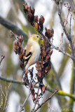 American Goldfinch