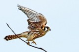 Kestrel