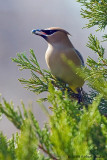 Cedar Waxwing