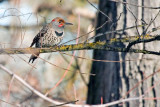 Northern Flicker