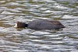 American Coot