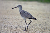 Willet