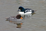 Barrows Goldeneye