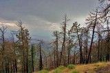 Catalina Mountains Tucson