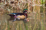 Wood Duck