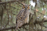 Great Horned Owl