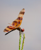 Halloween Pennant