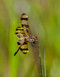 Painted Skimmer