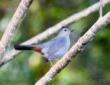 Catbird