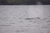 Prince William Sound AK Humpback  whale