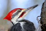 Grand pic (Mle) - Pileated Woodpecker (male)