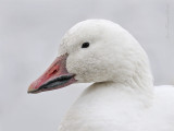 Oie des neiges - Snow Goose
