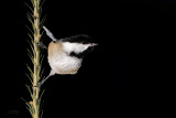 Msange  tte noire -  Black-Capped Chickadee