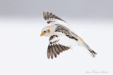 Plectrophane des neiges - Snow Bunting