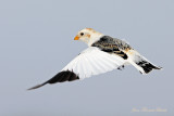 Plectrophane des neiges - Snow Bunting