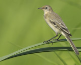 Cutrettola (Motacilla flava)