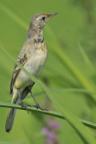 Cutrettola (Motacilla flava)