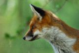Volpe (Vulpes vulpes)
