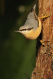 Picchio muratore (Sitta europaea)