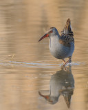 Porciglione (Rallus aquaticus)