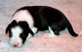 Danni x Merlin Litter - 8 to 11 days old