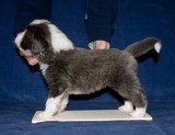 Danni x Merlin Litter - Stacked photos at 4 weeks