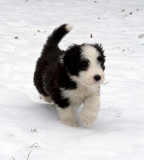 Danni x Merlin Litter - 43 to 46 days old