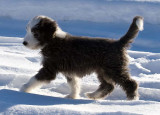 Danni x Merlin Litter - 10 to 11 weeks