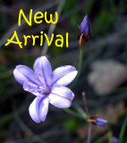 New Arrival